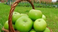   ‘If you plant one apple only let it be Bramley’s’  Henry Merryweather The Bramley apple is famous and much-loved throughout the world for its unique flavour and excellent cooking qualities. It remains […]